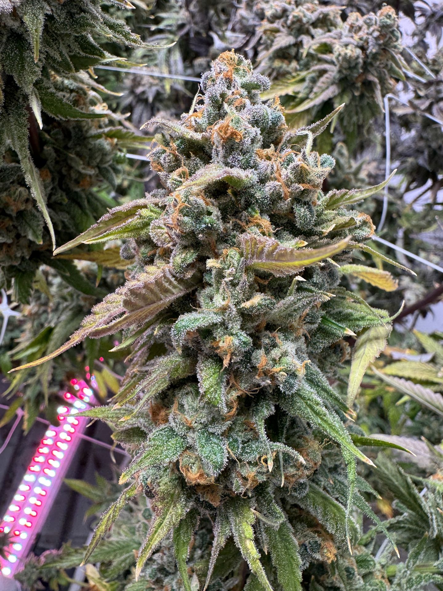 "Alien Sweet Treats" Cannabis Strain